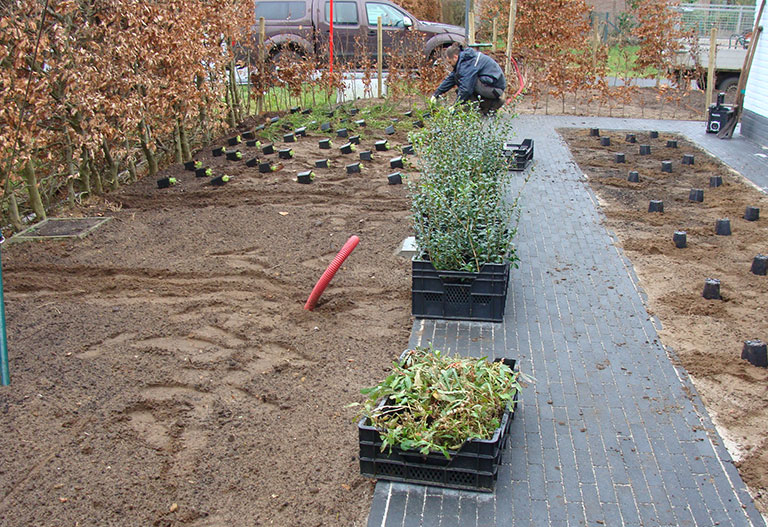 Aanplantingen